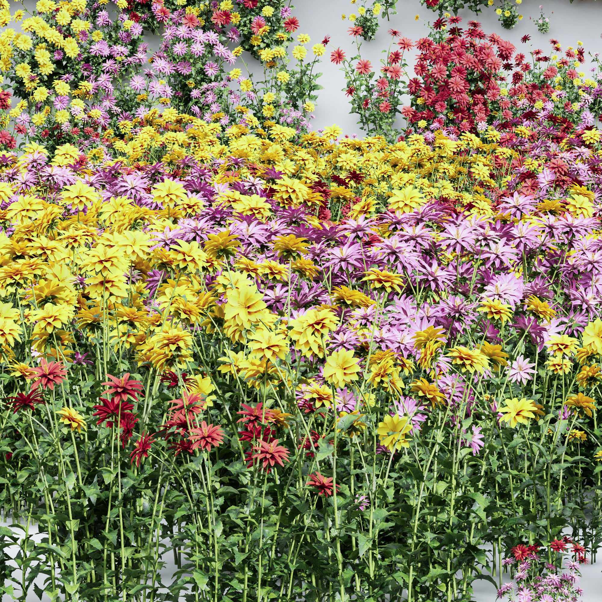 African Daisy 3D model_1