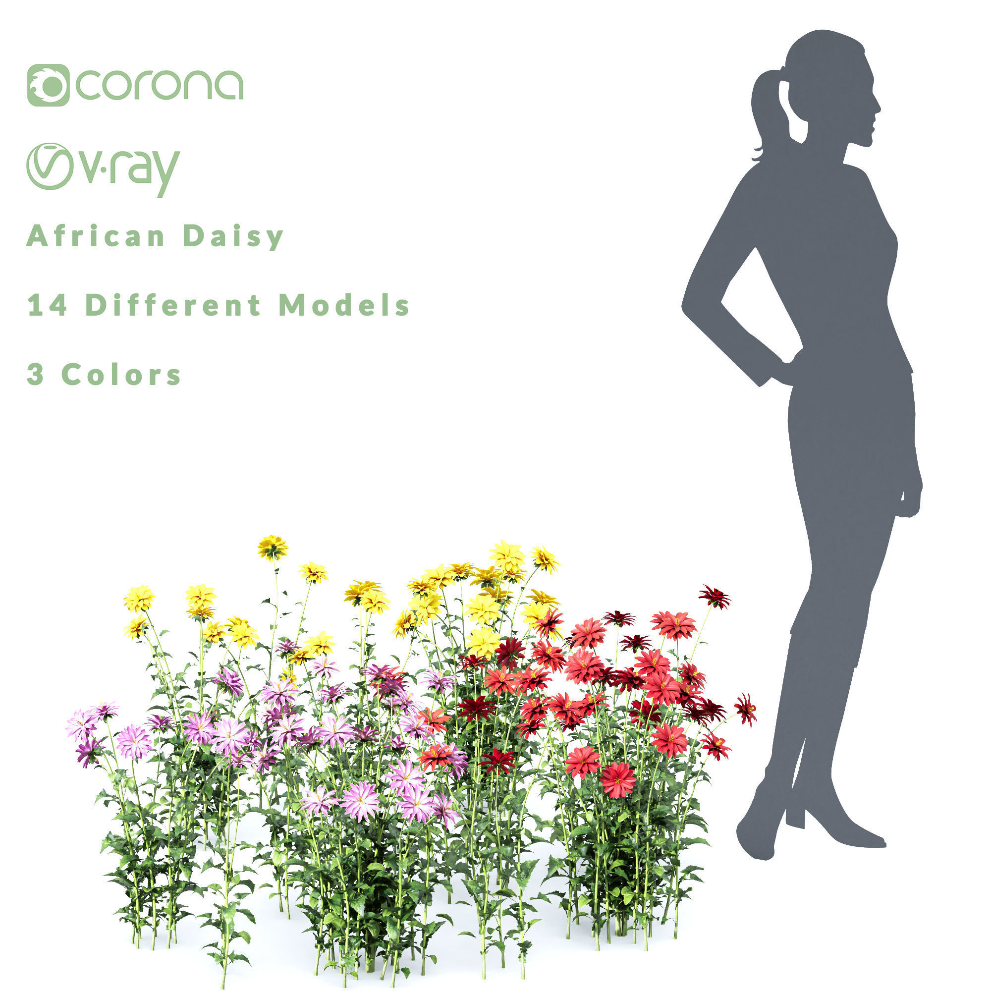 African Daisy 3D model_2