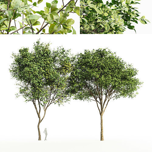 2tree-Beautiful Bush Leaf Gray alder alnus incana 3D model