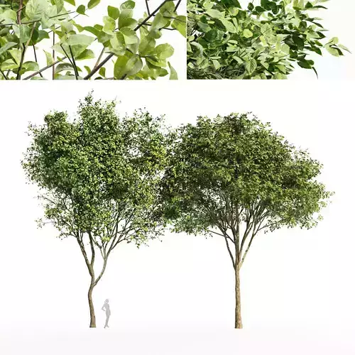 2tree-Beautiful Bush Leaf Gray alder alnus incana 3D model