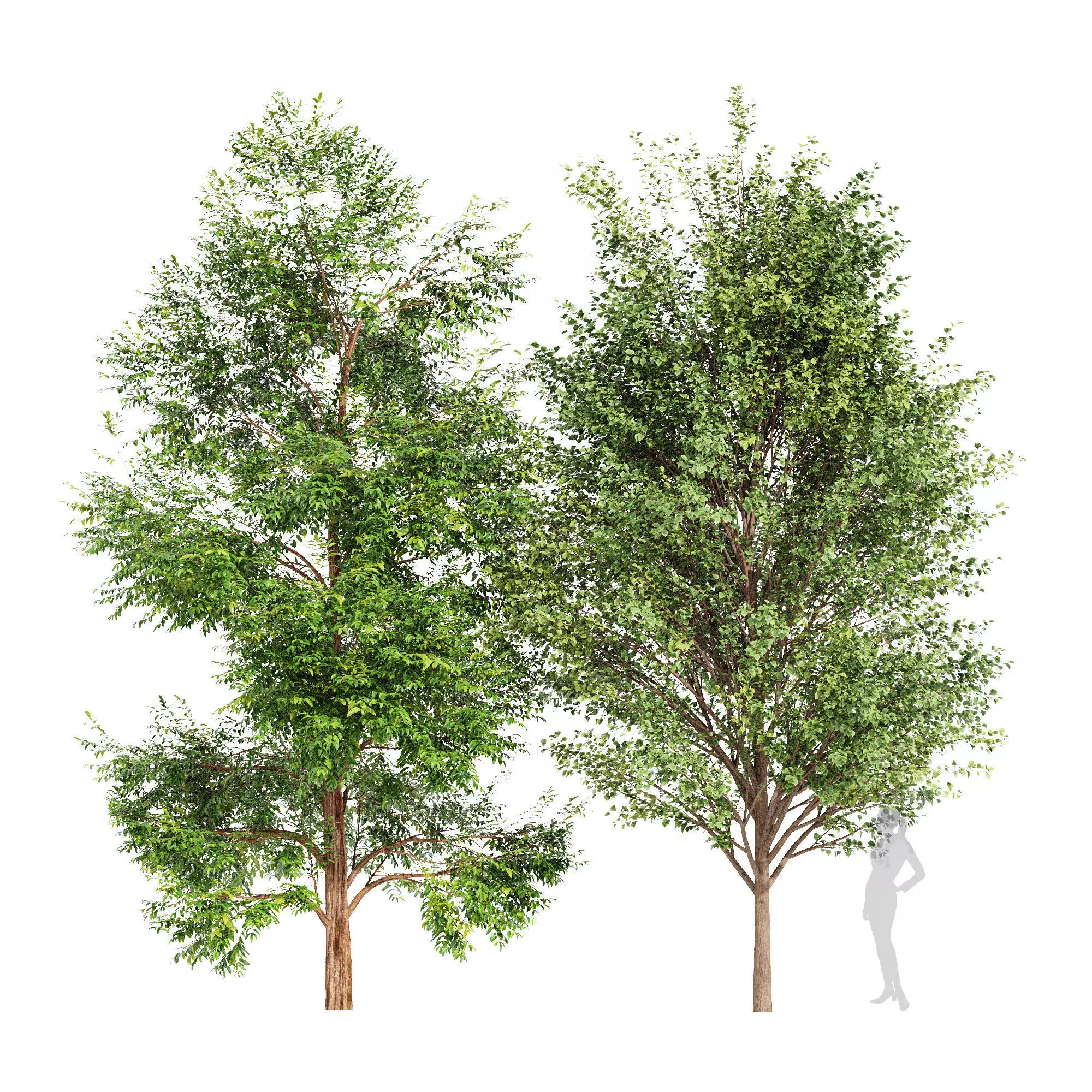 2tree-Black Locust Blossom Canadian Poplar 3D model_0