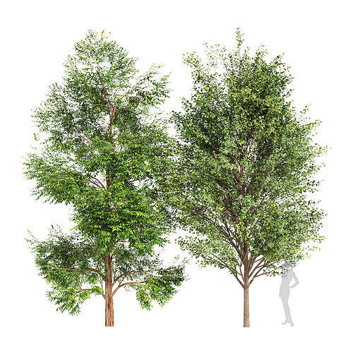 2tree-Black Locust Blossom Canadian Poplar 3D model