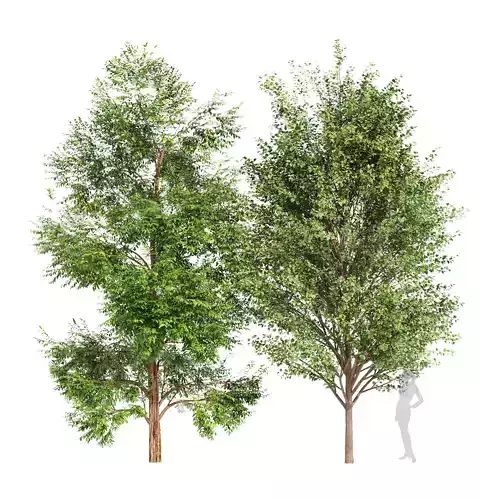 2tree-Black Locust Blossom Canadian Poplar 3D model