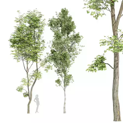 2tree-Brich Beautiful Hazel leave 3D model