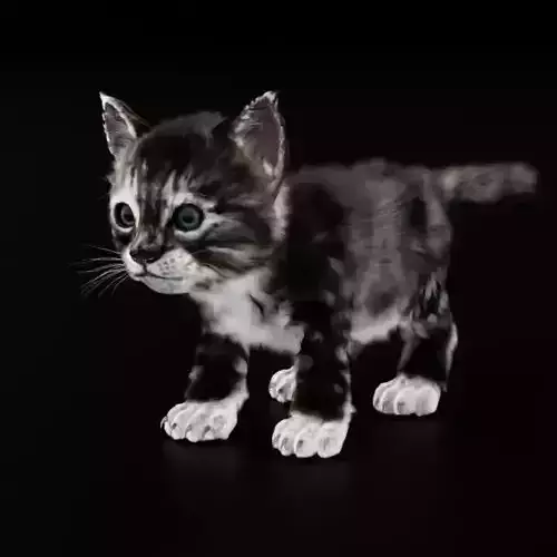 Kitten Cute 3D model
