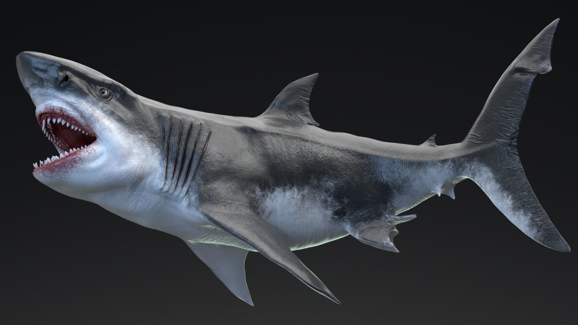 Dinosaur MEGALODON - Sea Monster Series 5 Low-poly 3D model_3