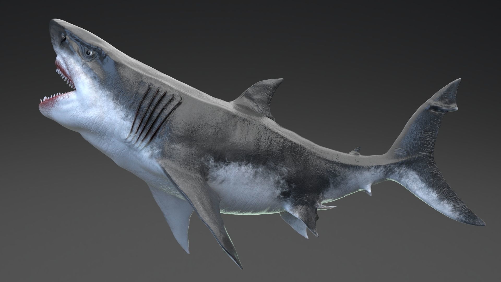 Dinosaur MEGALODON - Sea Monster Series 5 Low-poly 3D model_14