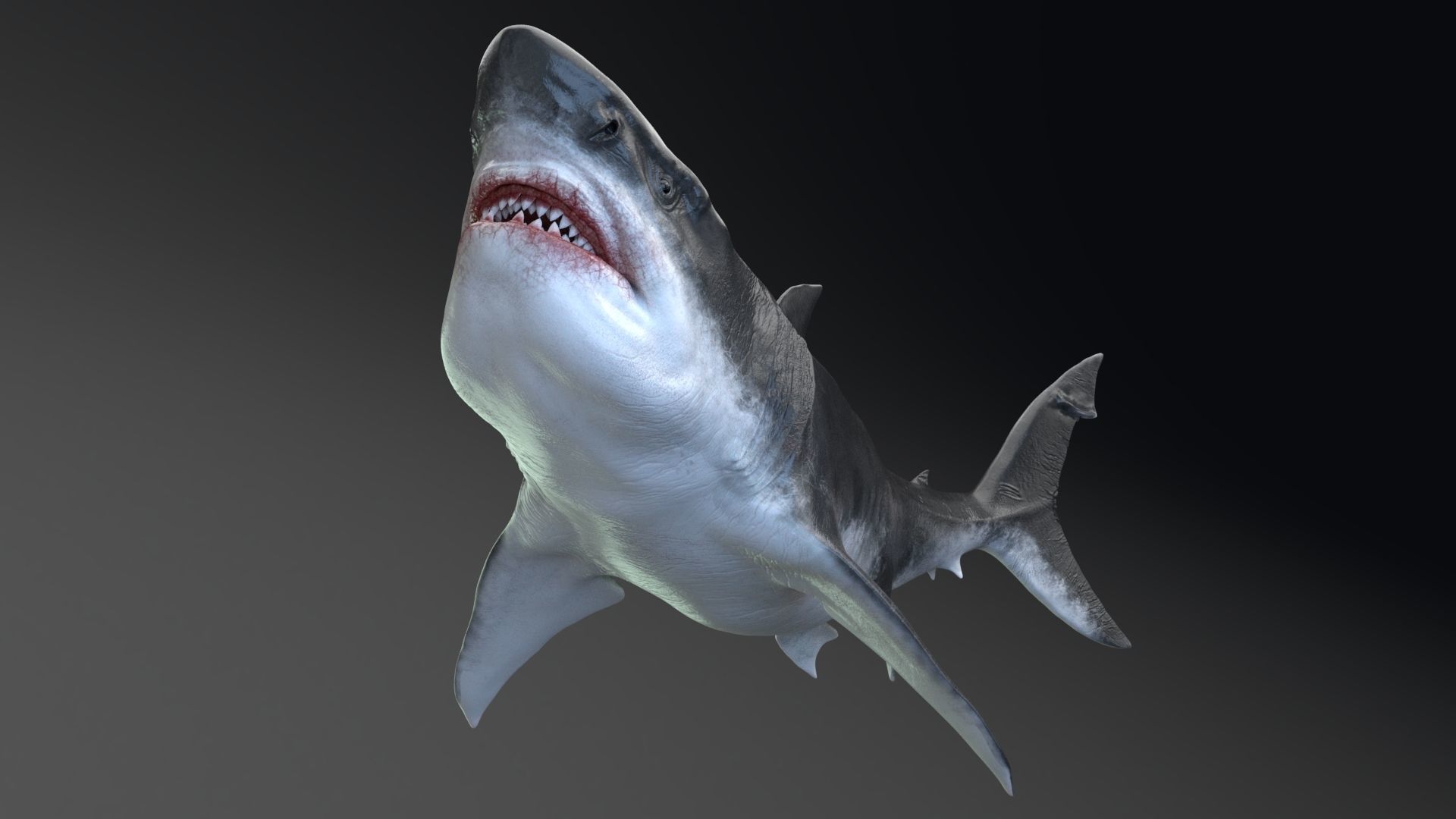 Dinosaur MEGALODON - Sea Monster Series 5 Low-poly 3D model_15