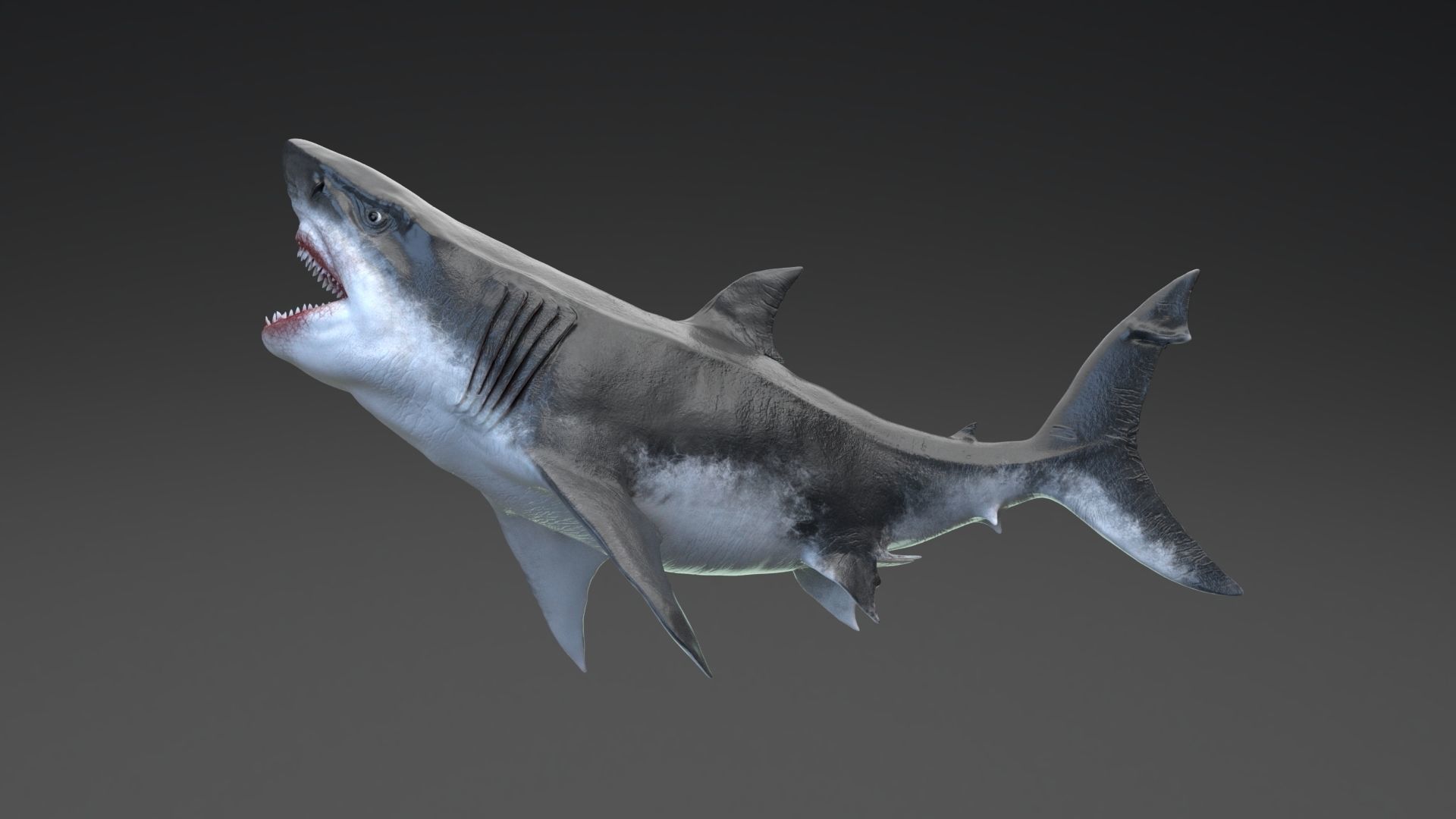 Dinosaur MEGALODON - Sea Monster Series 5 Low-poly 3D model_13