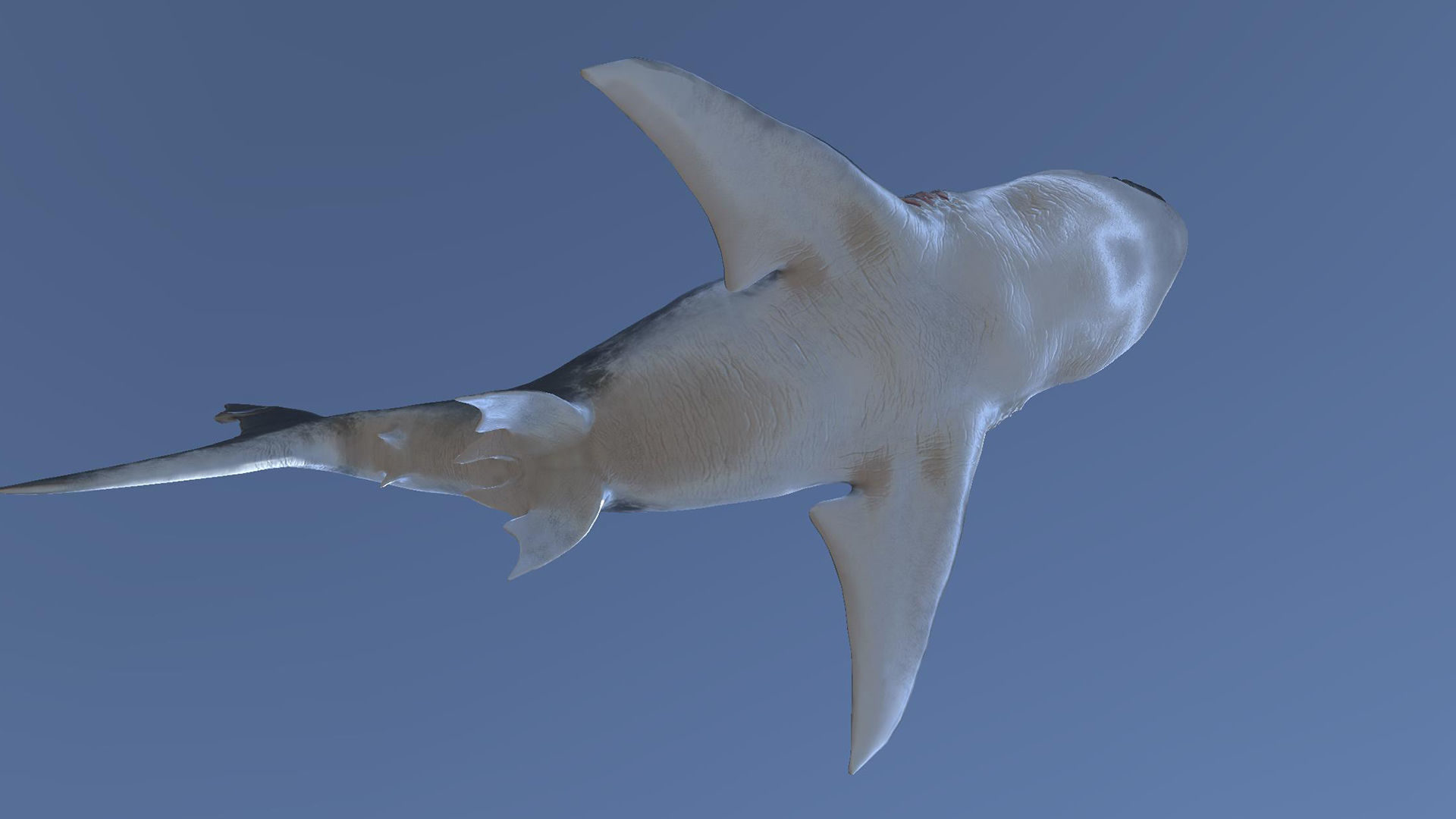 Dinosaur MEGALODON - Sea Monster Series 5 Low-poly 3D model_7