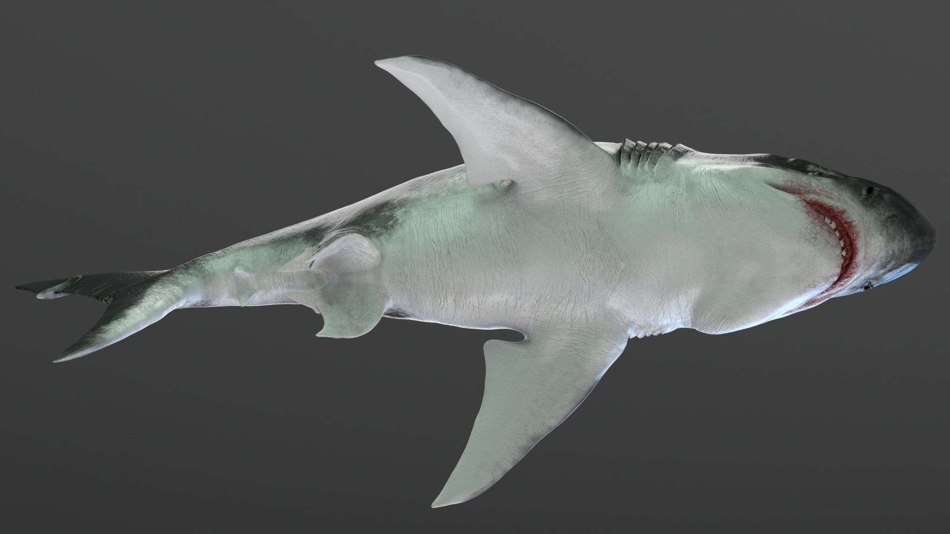 Dinosaur MEGALODON - Sea Monster Series 5 Low-poly 3D model_4