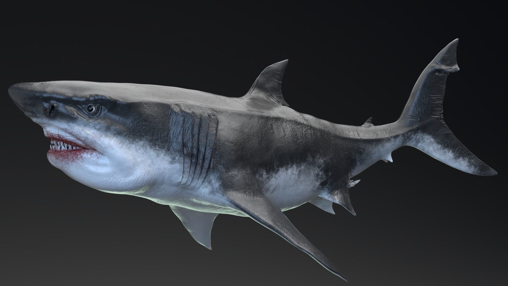 Dinosaur MEGALODON - Sea Monster Series 5 Low-poly 3D model_11