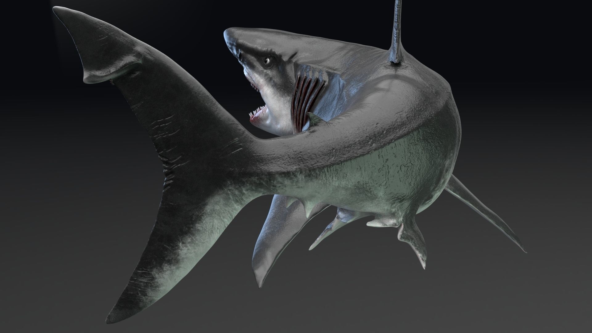 Dinosaur MEGALODON - Sea Monster Series 5 Low-poly 3D model_8