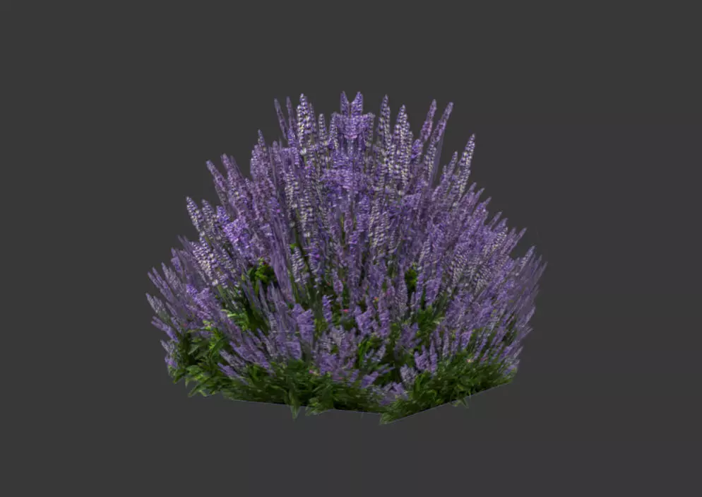 Low poly lavender 3D model plant Low-poly 3D model_0