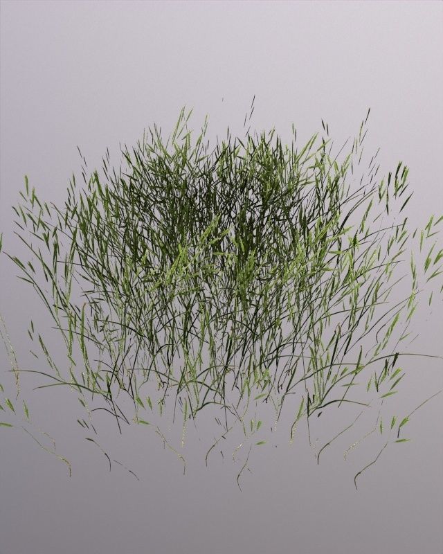 tall grass foliage shrub bush Low-poly 3D model_12