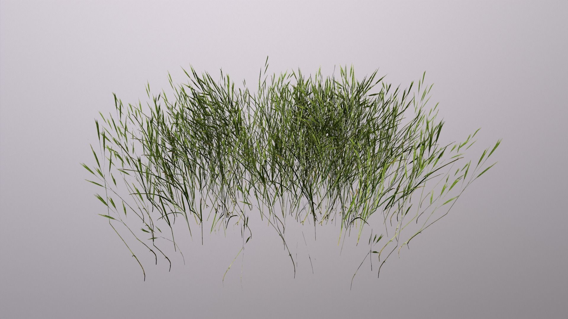 tall grass foliage shrub bush Low-poly 3D model_4