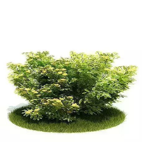 Planted Green Bush 3D model