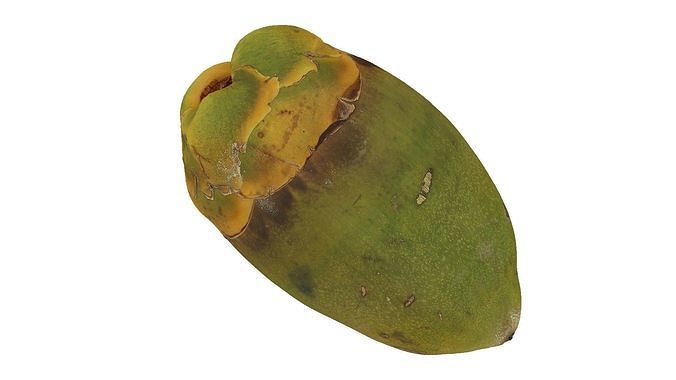 Green Coconut Raw Scanned 3D model 6