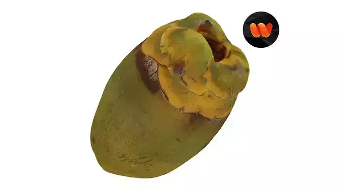 Green Coconut Raw Scanned 3D model
