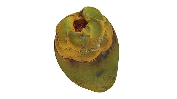 Green Coconut Raw Scanned 3D model 7