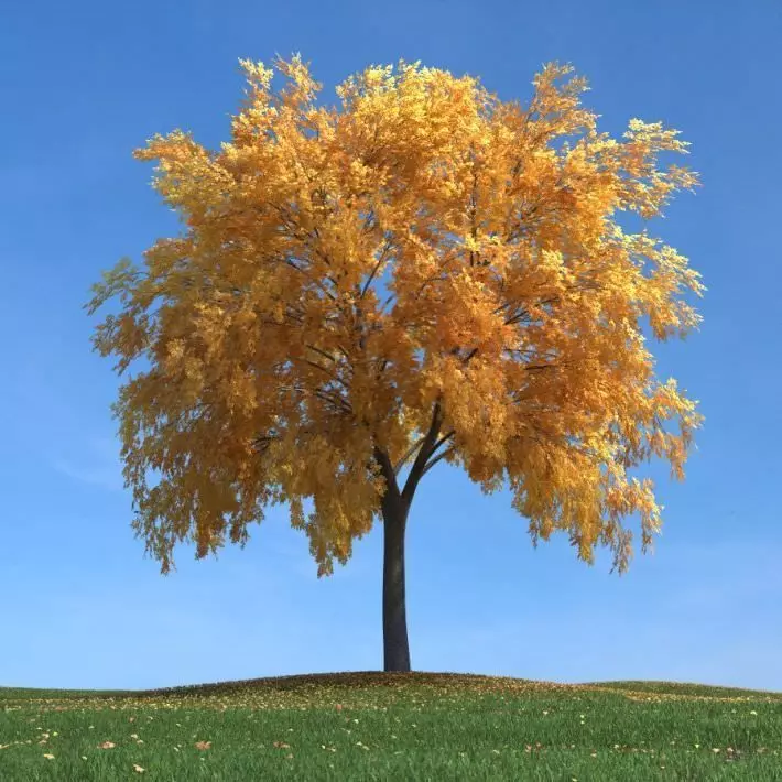Large Fall Tree 3D model_0