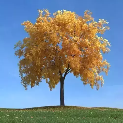 Large Fall Tree