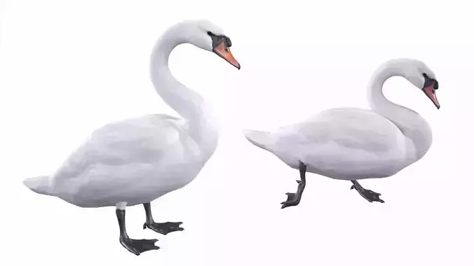 Mute Swan 3D model