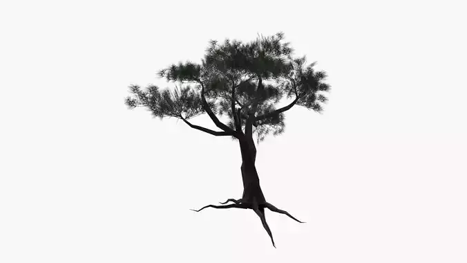 Low-Poly and Game-Ready Pinus Pinea - Stone Pine Low-poly 3D model