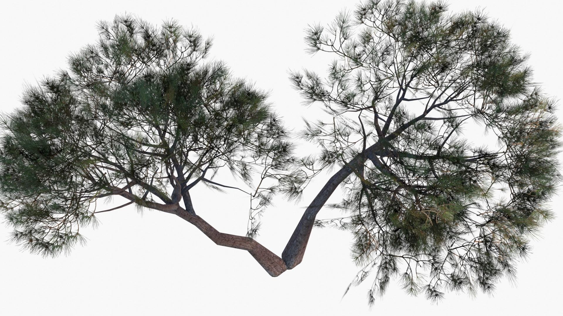 Low-Poly and Game-Ready Pinus Pinea - Stone Pine 02 Low-poly 3D model_6