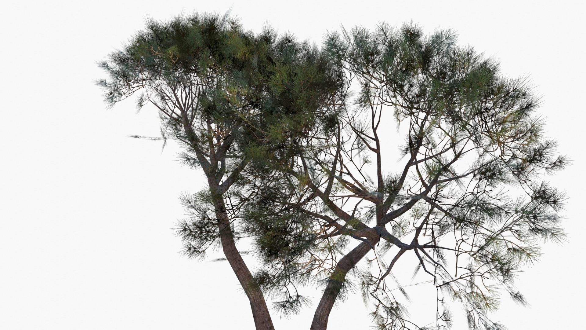 Low-Poly and Game-Ready Pinus Pinea - Stone Pine 02 Low-poly 3D model_5