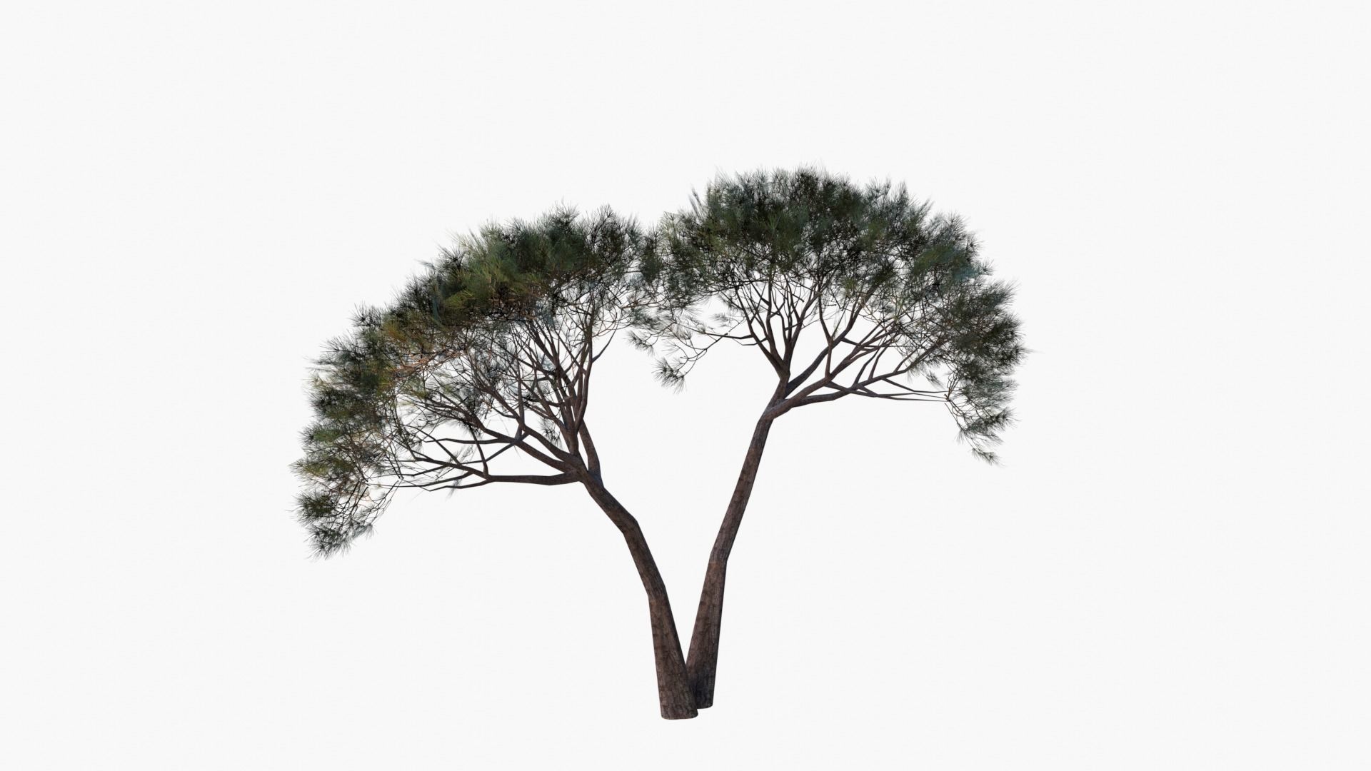 Low-Poly and Game-Ready Pinus Pinea - Stone Pine 02 Low-poly 3D model_3