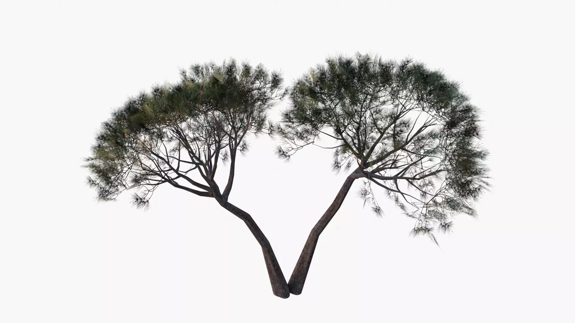 Low-Poly and Game-Ready Pinus Pinea - Stone Pine 02 Low-poly 3D model_0