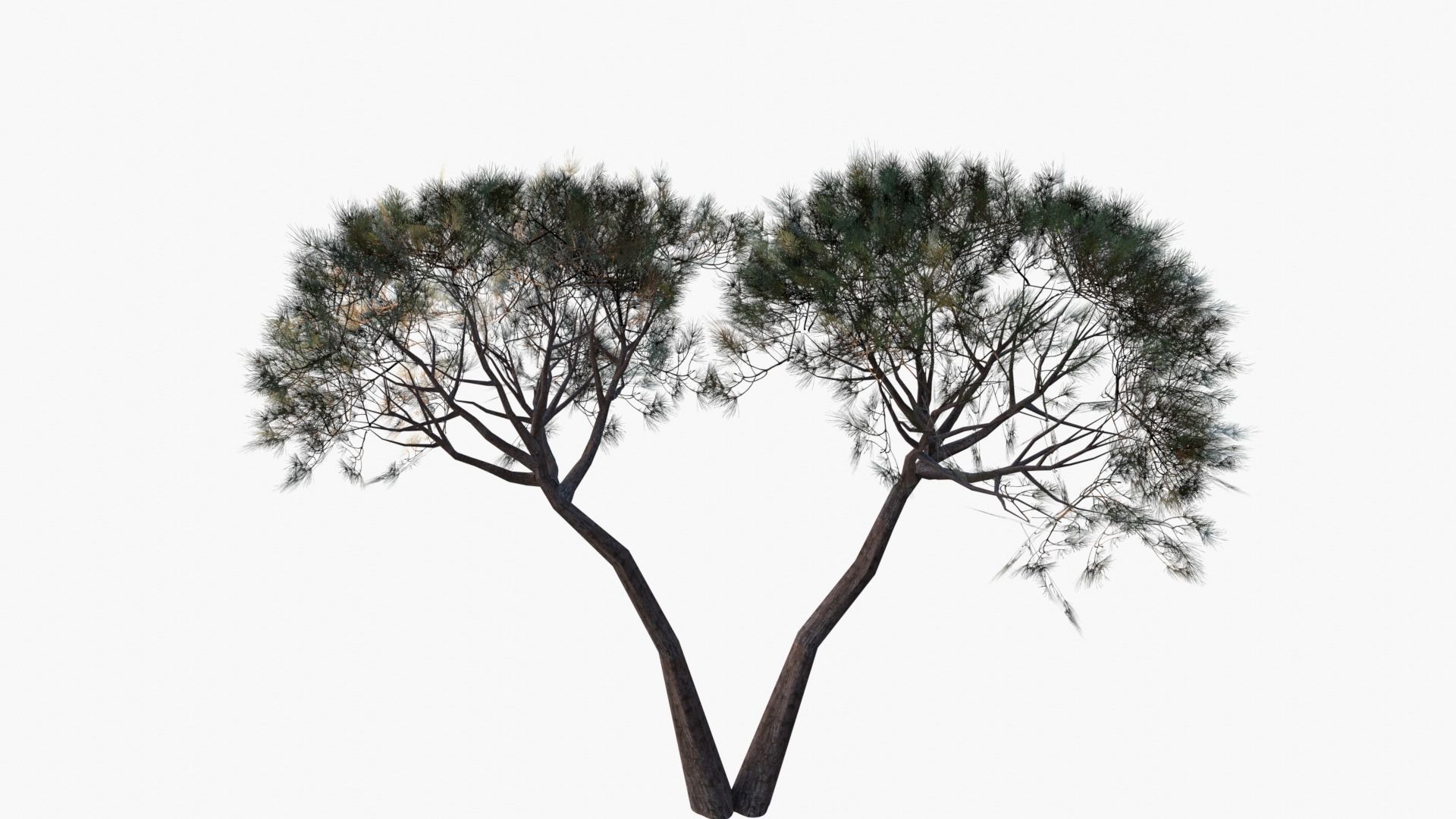 Low-Poly and Game-Ready Pinus Pinea - Stone Pine 02 Low-poly 3D model_2