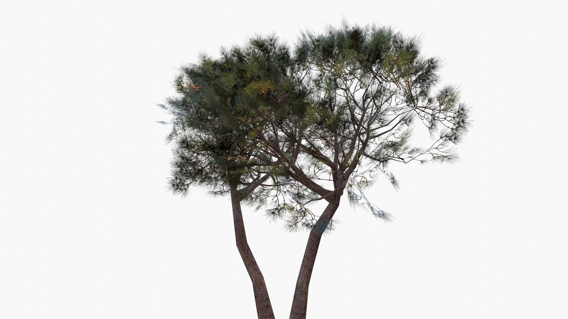 Low-Poly and Game-Ready Pinus Pinea - Stone Pine 02 Low-poly 3D model_4