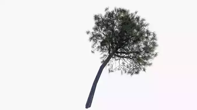 Low-Poly and Game-Ready Pinus Pinea - Stone Pine 03 Low-poly 3D model