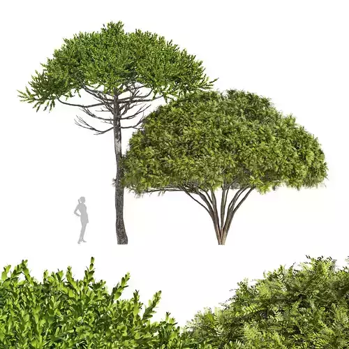 2tree-Monkey Puzzle Araucaria Araucana Palo verde 3D model