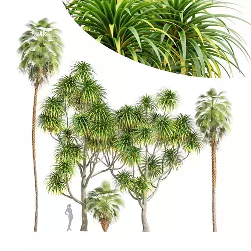 tree Cabbage Palm Tangihua Northland Mexican Fan Palm 3D model