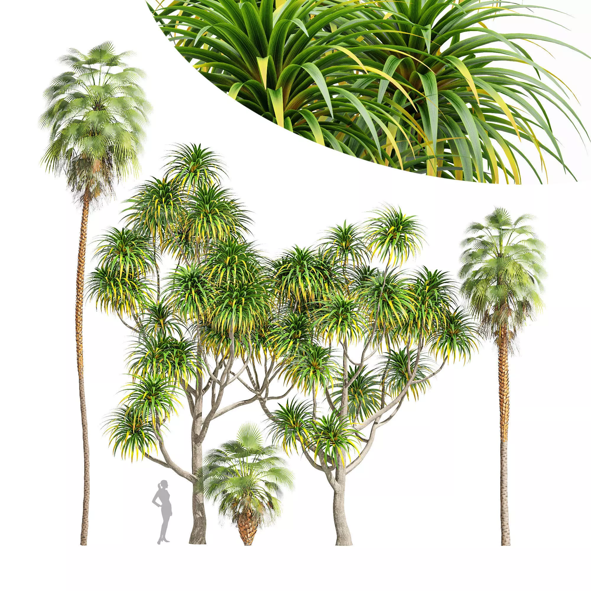 tree Cabbage Palm Tangihua Northland Mexican Fan Palm 3D model