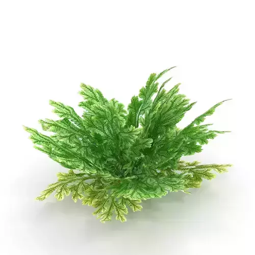 Selaginella plant