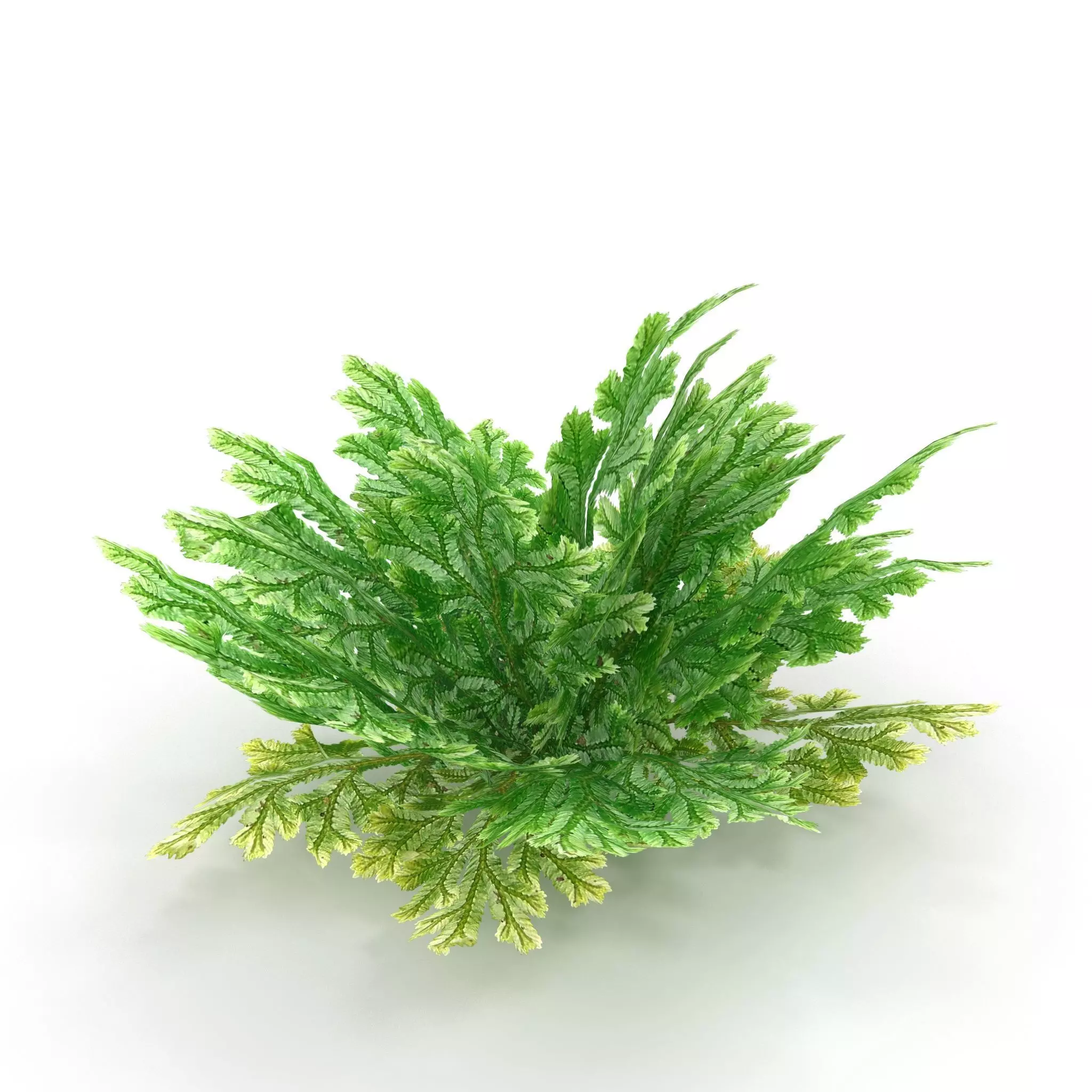 Selaginella plant 3D model_0