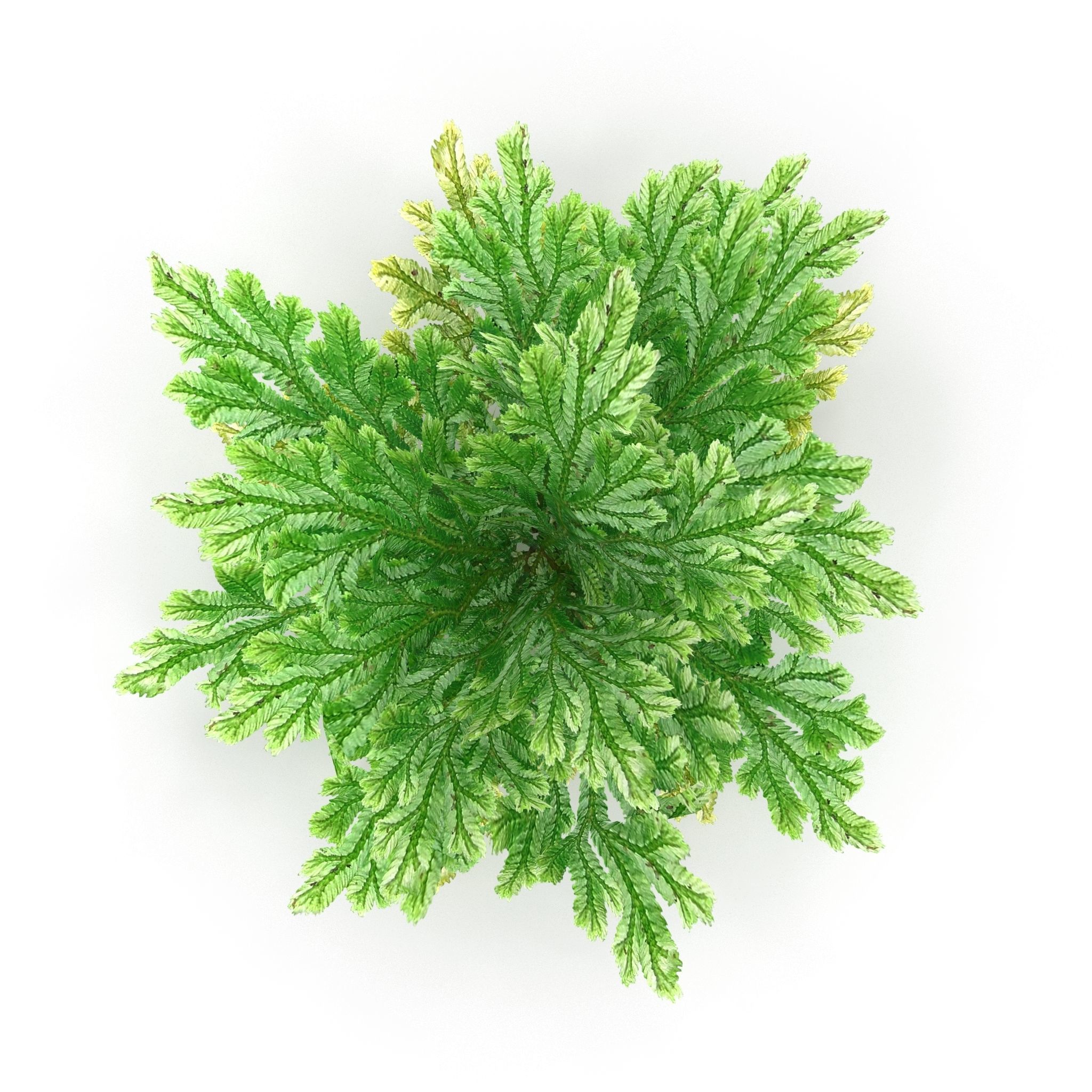 Selaginella plant 3D model_1