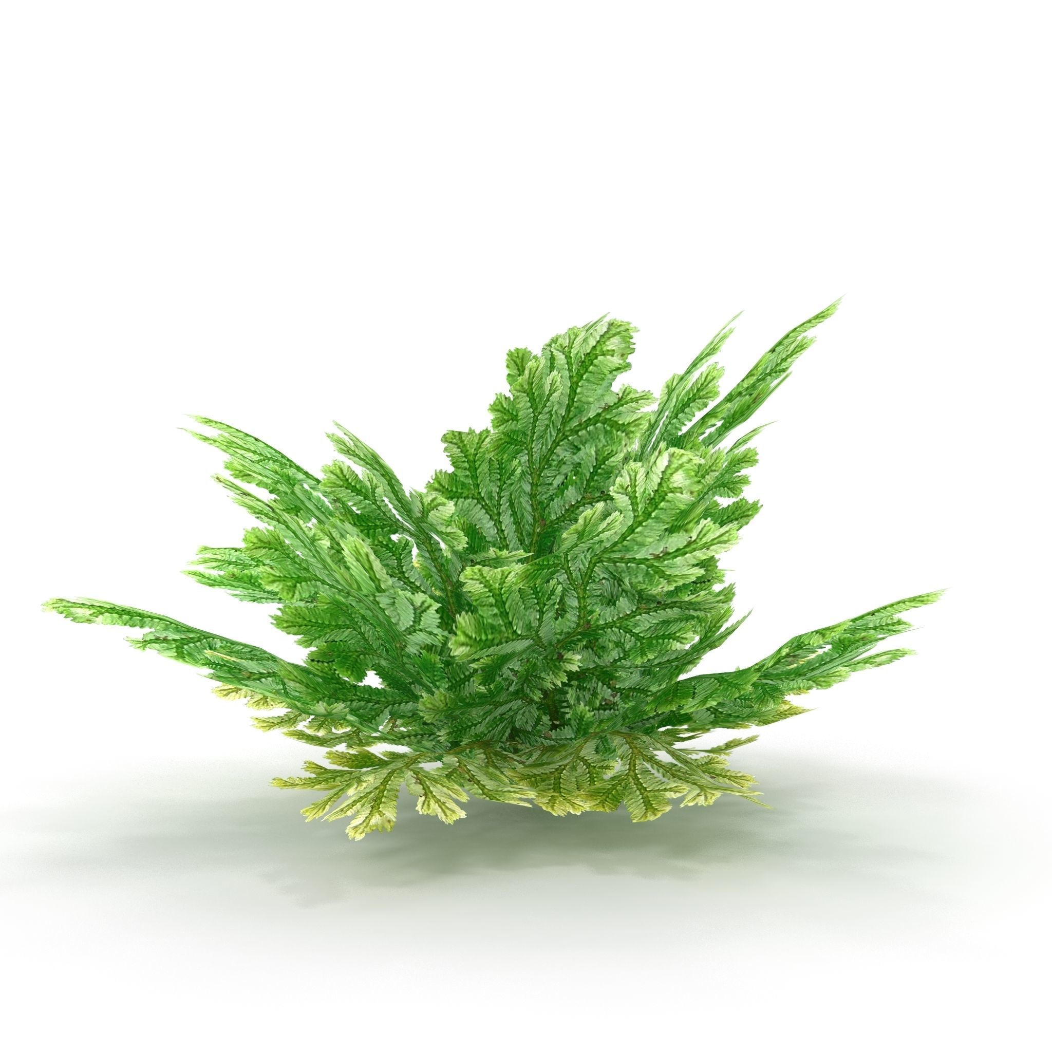 Selaginella plant 3D model_3
