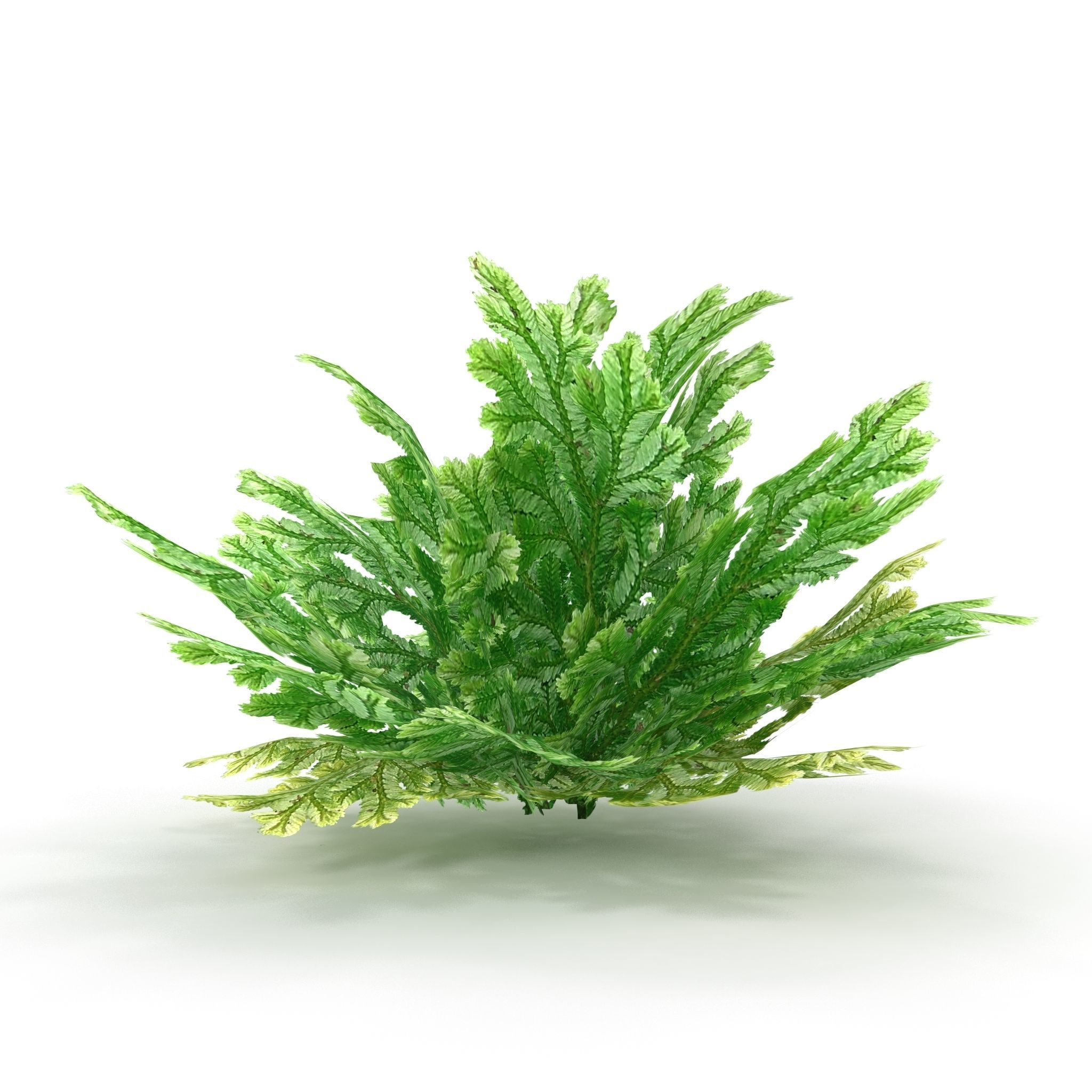Selaginella plant 3D model_6