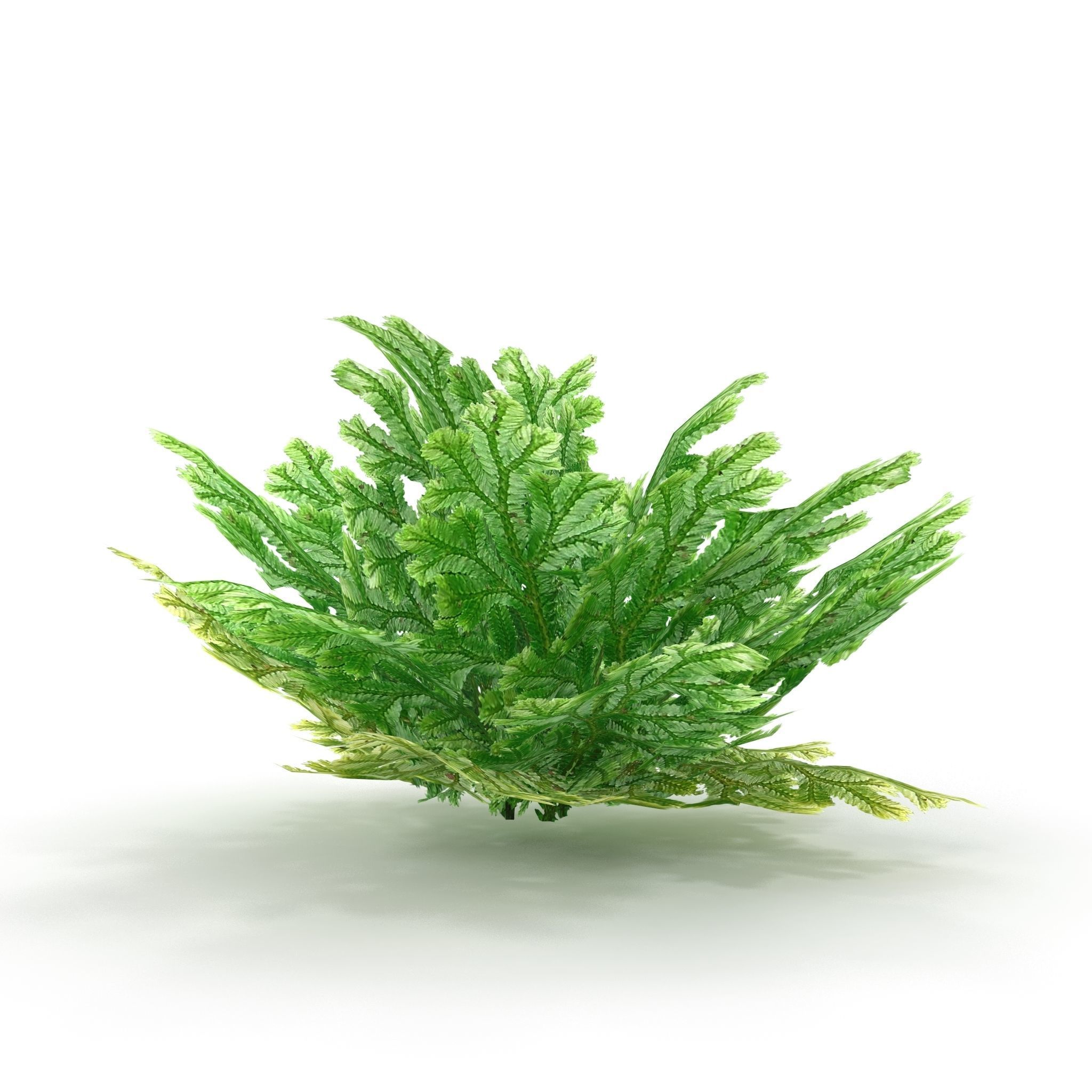 Selaginella plant 3D model_4