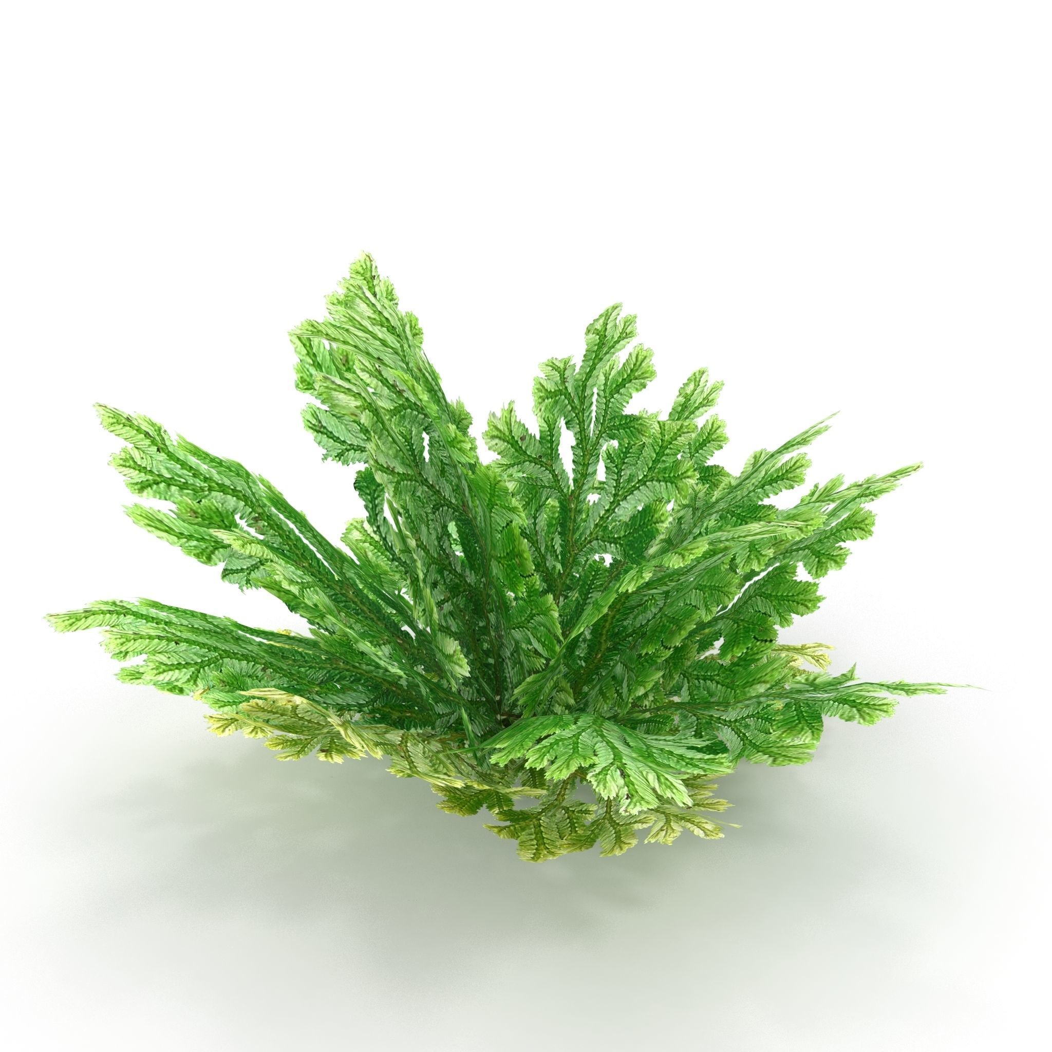 Selaginella plant 3D model_2