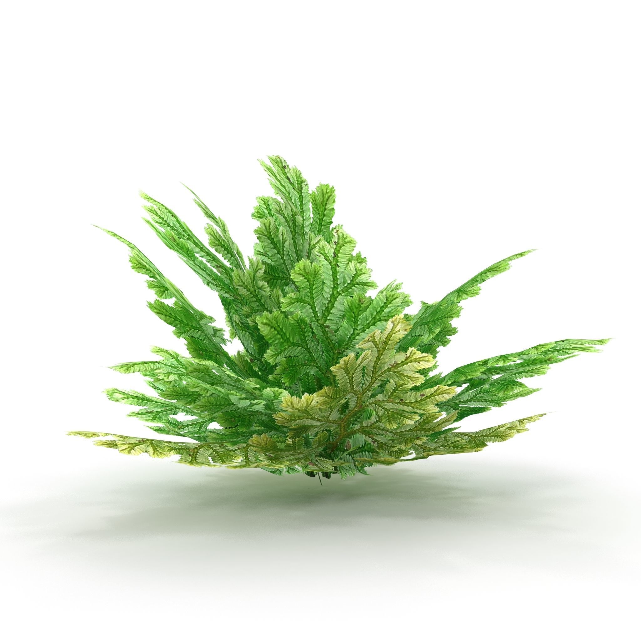 Selaginella plant 3D model_5
