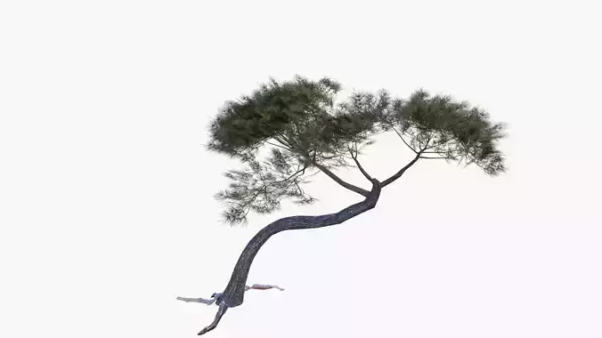 Low-Poly and Game-Ready Pinus Pinea - Stone Pine 04 Low-poly 3D model