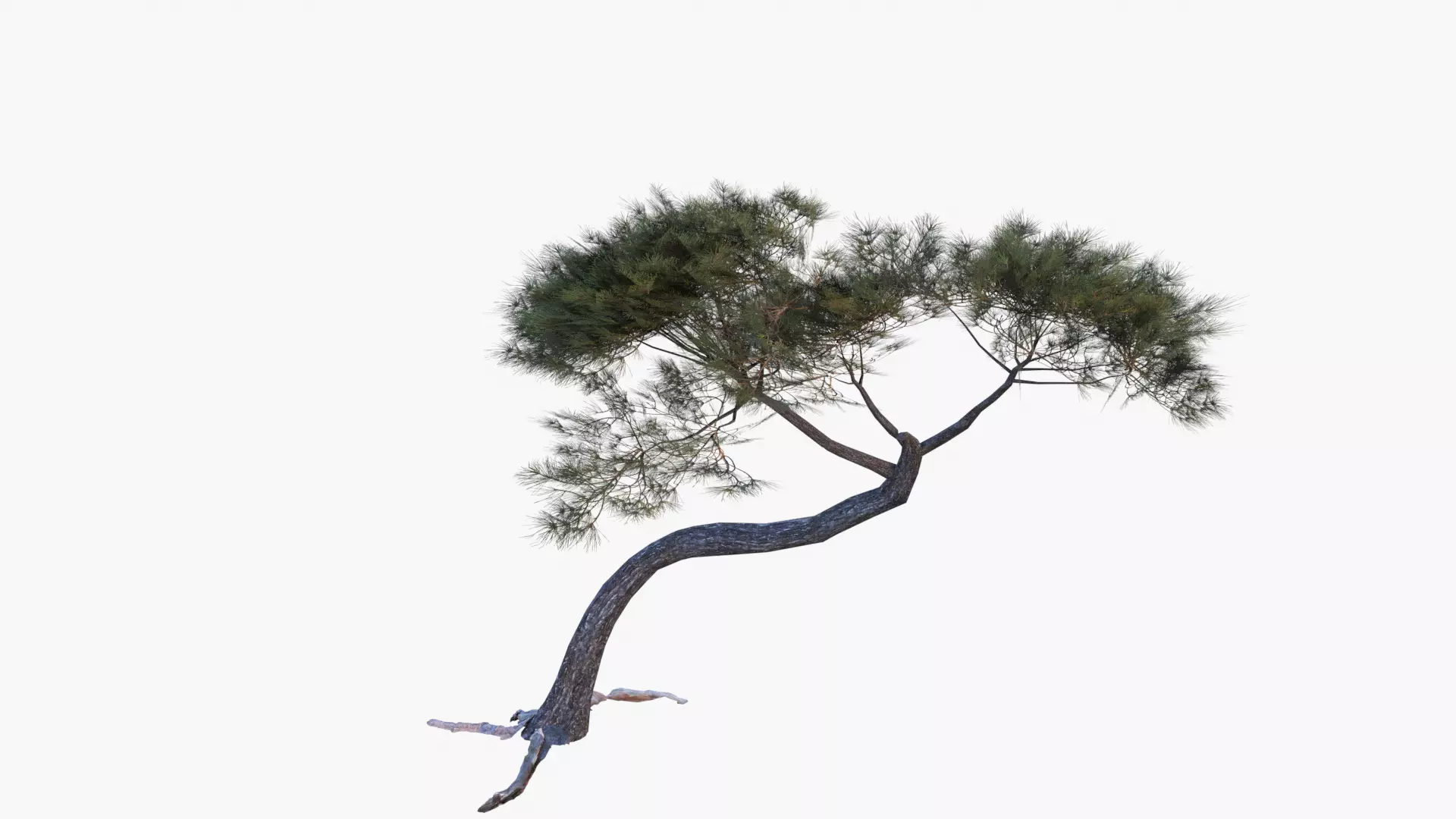 Low-Poly and Game-Ready Pinus Pinea - Stone Pine 04 Low-poly 3D model_0