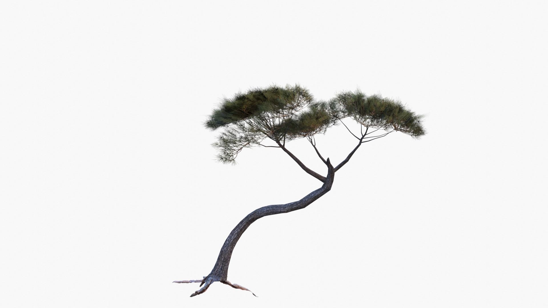Low-Poly and Game-Ready Pinus Pinea - Stone Pine 04 Low-poly 3D model_3