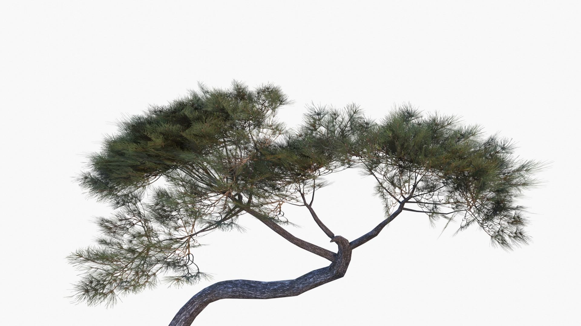 Low-Poly and Game-Ready Pinus Pinea - Stone Pine 04 Low-poly 3D model_5